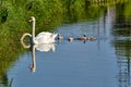 A swan family in the water