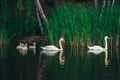 Swan family on the lake.