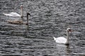 Swan family with young brown one and white adults Royalty Free Stock Photo