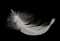 Swan feather Royalty Free Stock Photo