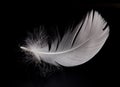 Swan feather Royalty Free Stock Photo