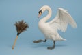 Swan and feather anther on a blue background. Space for text. Royalty Free Stock Photo
