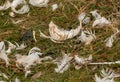 Swan feathers in grassland, from a damaged or harmed cygnet Royalty Free Stock Photo