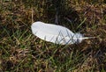 Swan feathers in the green grass Royalty Free Stock Photo