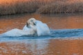 Swan Fight