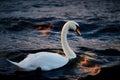 Swan on Firy, Stormy Water Royalty Free Stock Photo