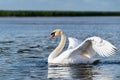 The swan flapped its wings above the surface of the water. A graceful white swan swims in the lake and flaps its wings on the