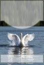 The swan flapped its wings above the surface of the water. A graceful white swan swims in the lake and flaps its wings on the