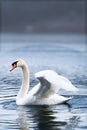 The swan flapped its wings above the surface of the water. A graceful white swan swims in the lake and flaps its wings on the