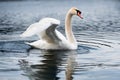 The swan flapped its wings above the surface of the water. A graceful white swan swims in the lake and flaps its wings on the