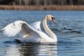 The swan flapped its wings above the surface of the water. A graceful white swan swims in the lake and flaps its wings on the