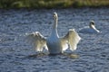 Swan flapping its wings