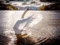 Swan flapping its wings on Lake Derwentwater Royalty Free Stock Photo