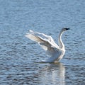 Swan Flapping its Wings