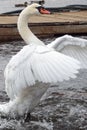 A swan flapping its wings in a lake Royalty Free Stock Photo