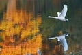Swan - flight by flames