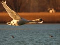 Swan flight Royalty Free Stock Photo