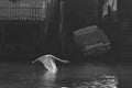 Swan in-flight on a misty morning, river Thames Royalty Free Stock Photo