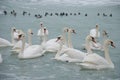 Swan flight on water