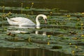 Swan on lake floating between water lilies Royalty Free Stock Photo