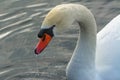 Swan Floating On Lake Royalty Free Stock Photo