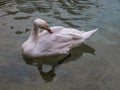 Swan