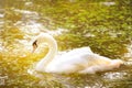 Swan floating on a surface of the lake in sunset