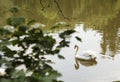 Swan floating on the water in nature