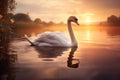 Swan floating on the water at sunset of the day