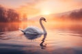 Swan floating on the water at sunset of the day