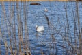 A swan floats on the water with dry grass in the foreground. Royalty Free Stock Photo