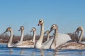 A swan flock flies along the river. Young swans of gray color. Royalty Free Stock Photo