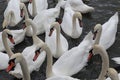 Swan flock on the water