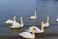 Swan flock in the sea