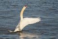 The swan flutters its wings in the water on a sunny spring evening Royalty Free Stock Photo
