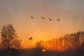 Swan fly mist winter sunset