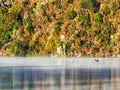 Swan flying over foggy waters of the lake with reflection of surrounding autumn coloured trees