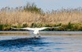 Swan flying over Narew River National Park, Poland Royalty Free Stock Photo