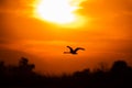 Swan flying at sunset in Danube Delta , Romania wildlife bird watching Royalty Free Stock Photo