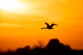 Swan flying at sunset in Danube Delta , Romania wildlife bird watching Royalty Free Stock Photo