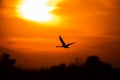 Swan flying at sunset in Danube Delta , Romania wildlife bird watching Royalty Free Stock Photo