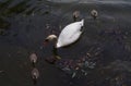 Swan with four very little chicks looking for food on water Royalty Free Stock Photo