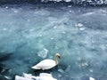 A swan in a frozen lake