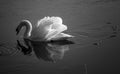 Swan in frozen water Royalty Free Stock Photo