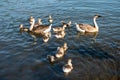 Swan geese Anser cygnoides in Heidelberg near the Neckar meadow Royalty Free Stock Photo