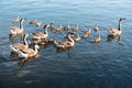 Swan geese Anser cygnoides in Heidelberg near the Neckar meadow Royalty Free Stock Photo