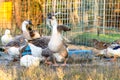 swan geese Royalty Free Stock Photo