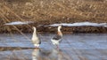 Swan Geese Royalty Free Stock Photo