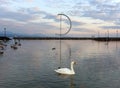 Swan on Geneva Lake in Lausanne, Switzerland Royalty Free Stock Photo