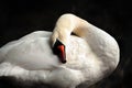 A swan is gently huddling against its body